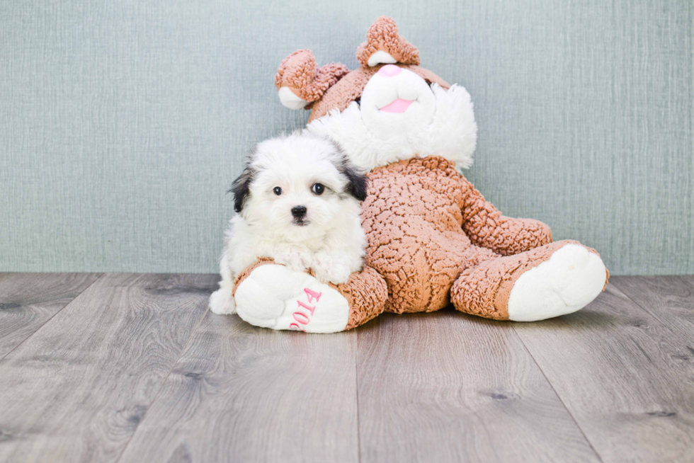 Petite Havanese Purebred Puppy