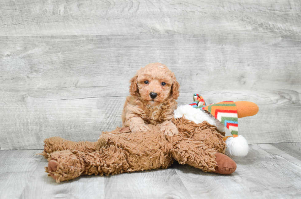 Playful Cavoodle Poodle Mix Puppy