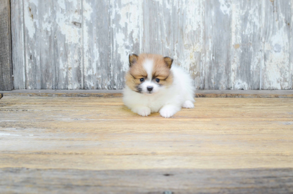 Pomeranian Pup Being Cute