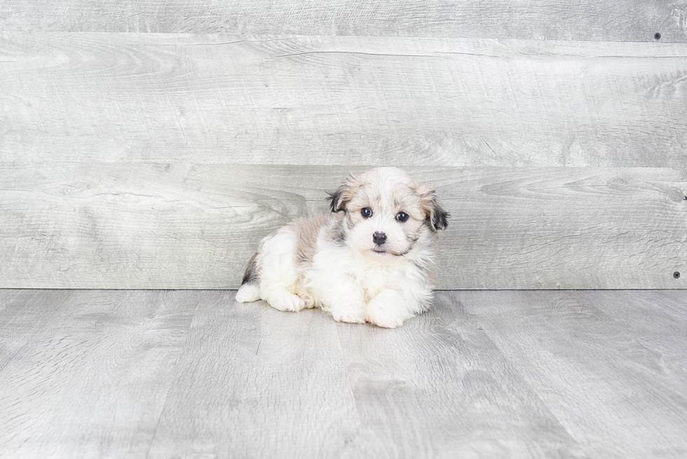 Funny Havanese Baby