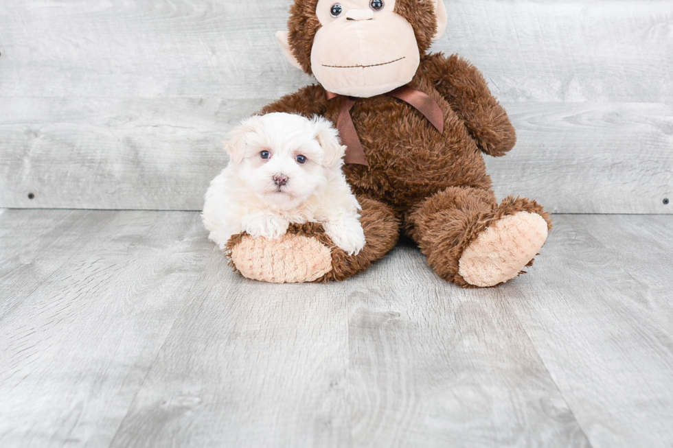 Happy Maltipoo Baby