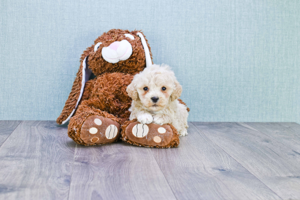 Friendly Mini Goldendoodle Baby