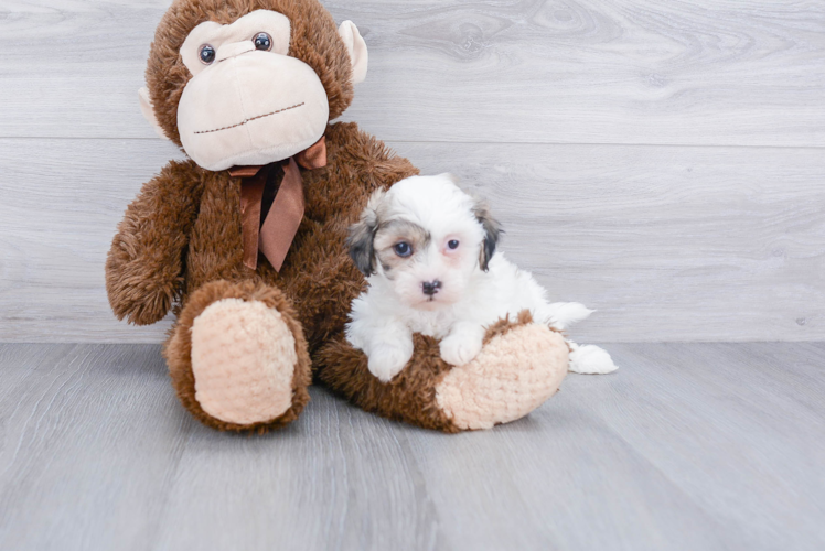 Smart Teddy Bear Designer Pup