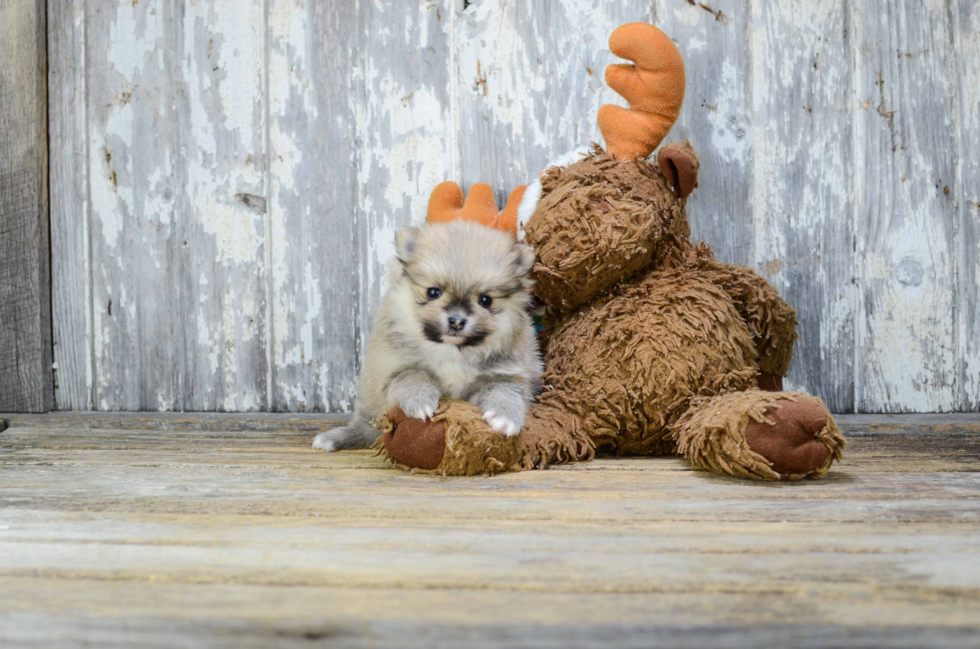 Pomeranian Pup Being Cute