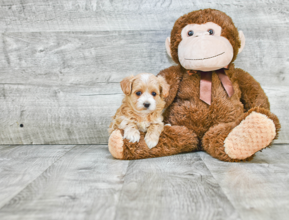 Smart Maltipoo Poodle Mix Pup