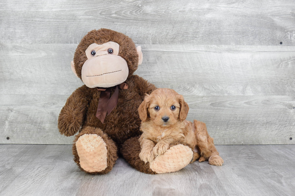 Best Cavapoo Baby