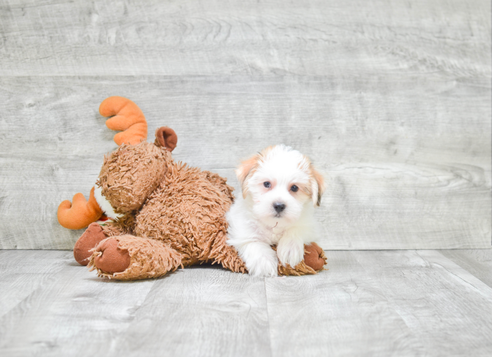 Best Morkie Baby