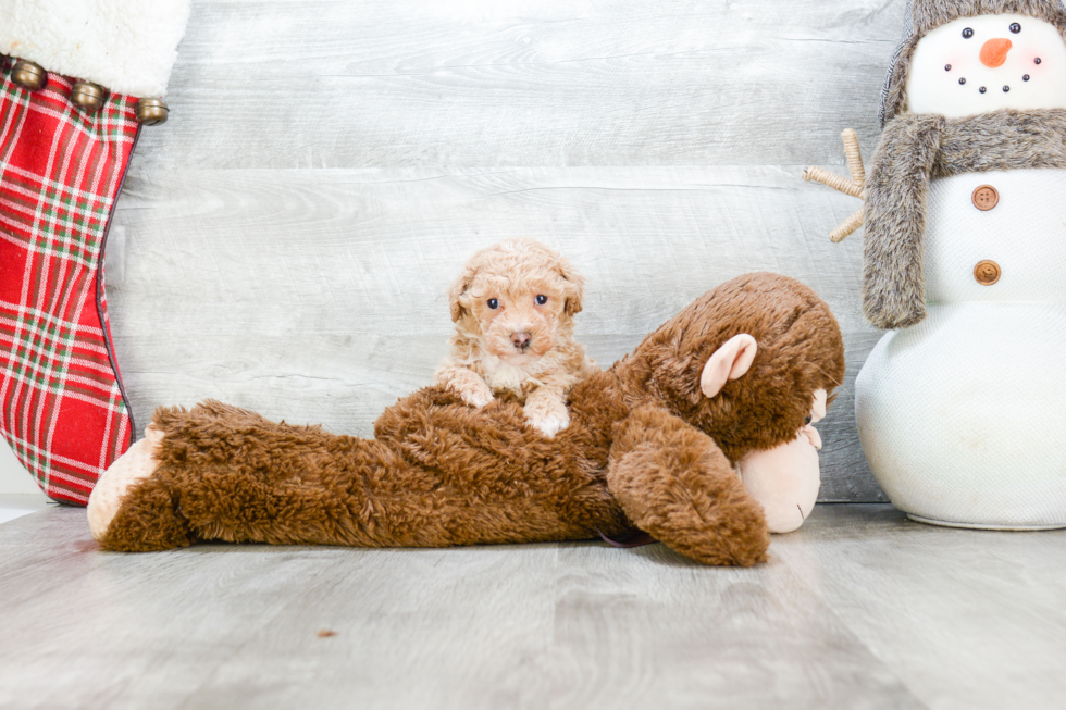 Cute Maltipoo Baby