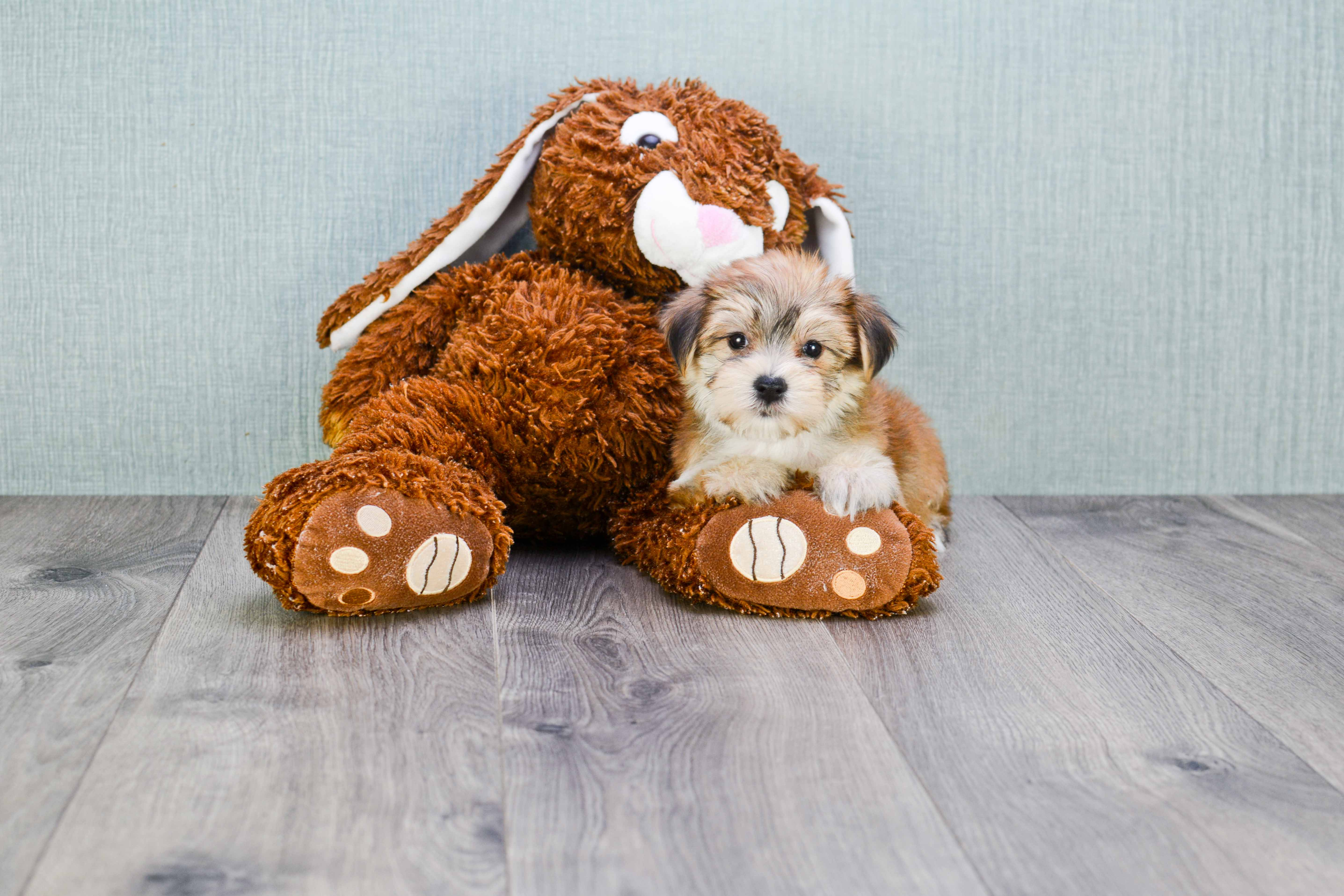 Happy Morkie Baby