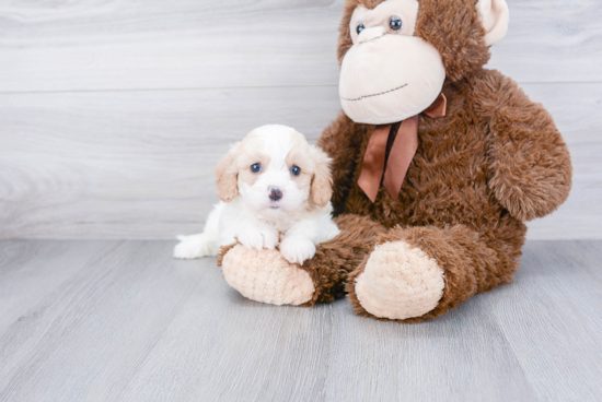 Cavapoo Puppy for Adoption