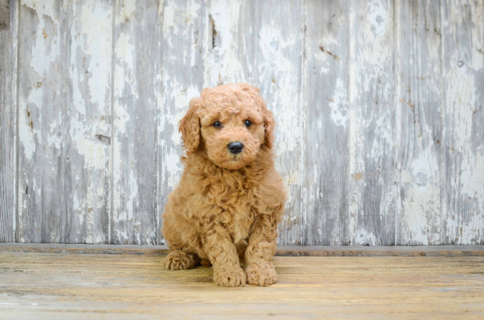 Mini Goldendoodle Pup Being Cute