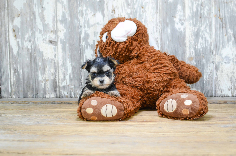 Morkie Pup Being Cute