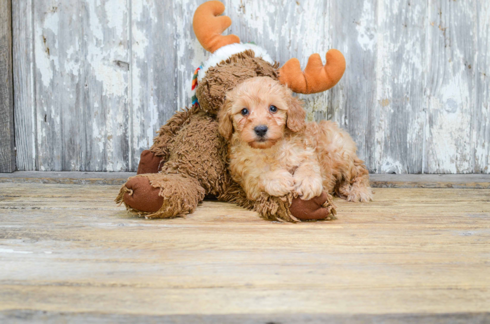 Adorable Cavoodle Poodle Mix Puppy