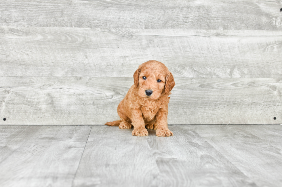 Playful Golden Retriever Poodle Mix Puppy