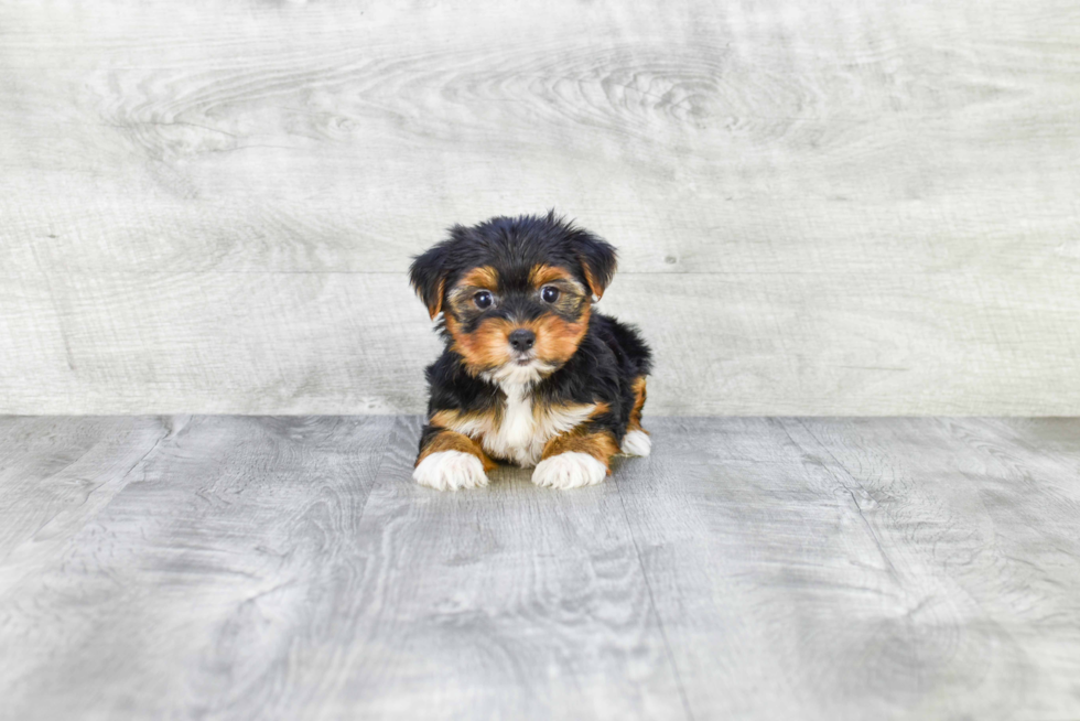 Meet Lebron - our Yorkshire Terrier Puppy Photo 