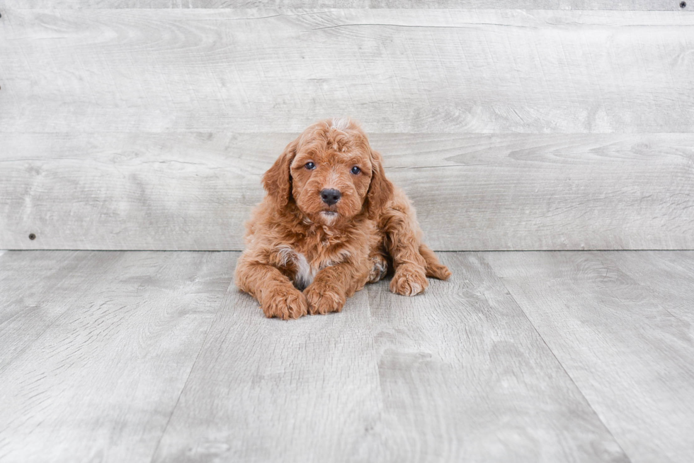 Hypoallergenic Golden Retriever Poodle Mix Puppy