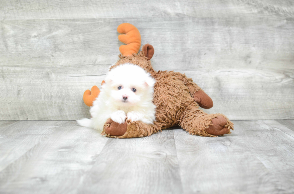 Petite Maltipom Designer Pup