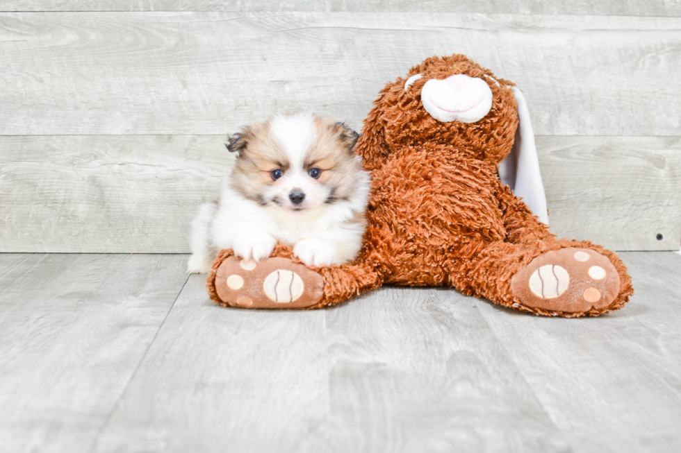 Hypoallergenic Pomeranian Purebred Pup