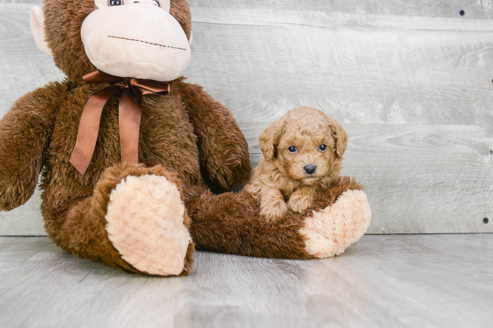 Popular Poodle Purebred Pup