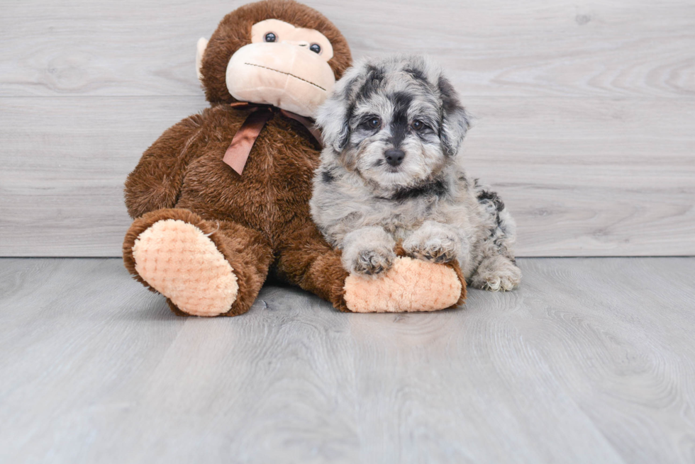 Happy Mini Aussiedoodle Baby