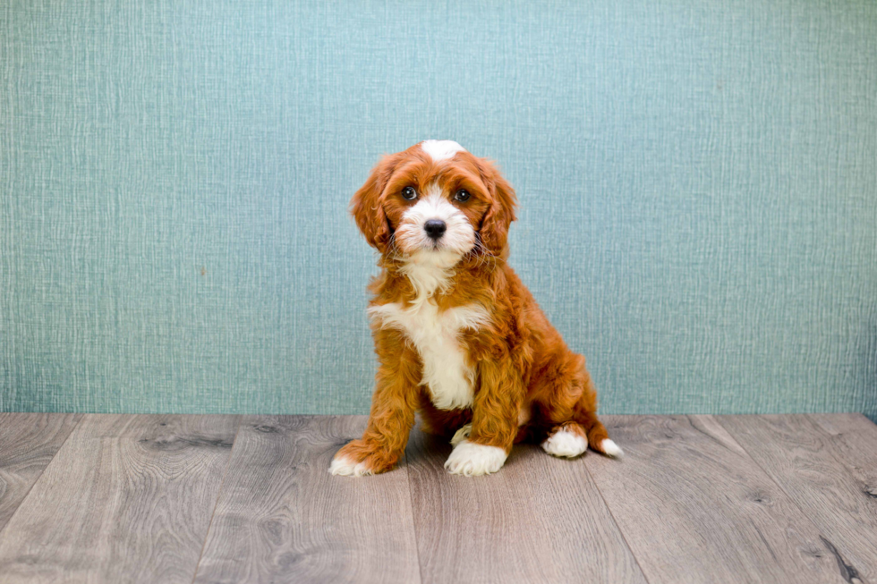 Funny Cavapoo Poodle Mix Pup