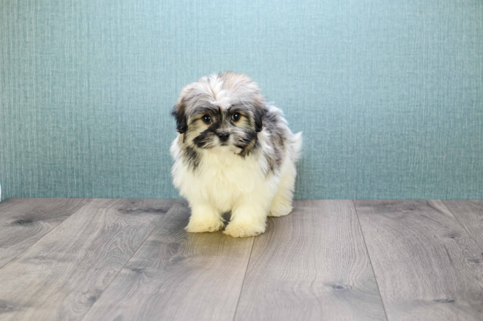 Little Havanese Purebred Pup