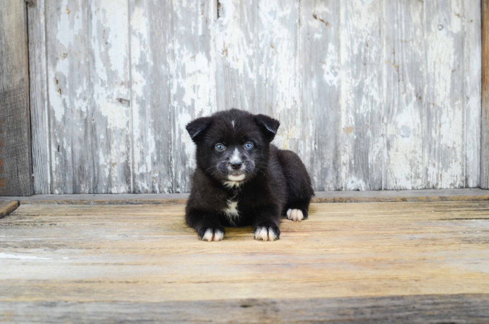 Adorable Mini Husky Designer Puppy