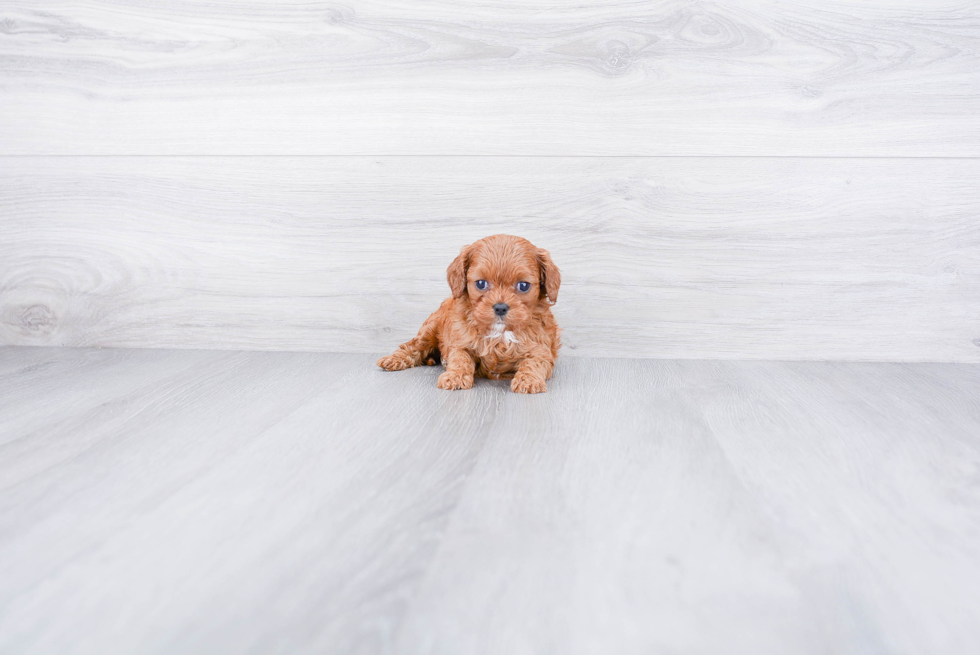 Best Cavapoo Baby