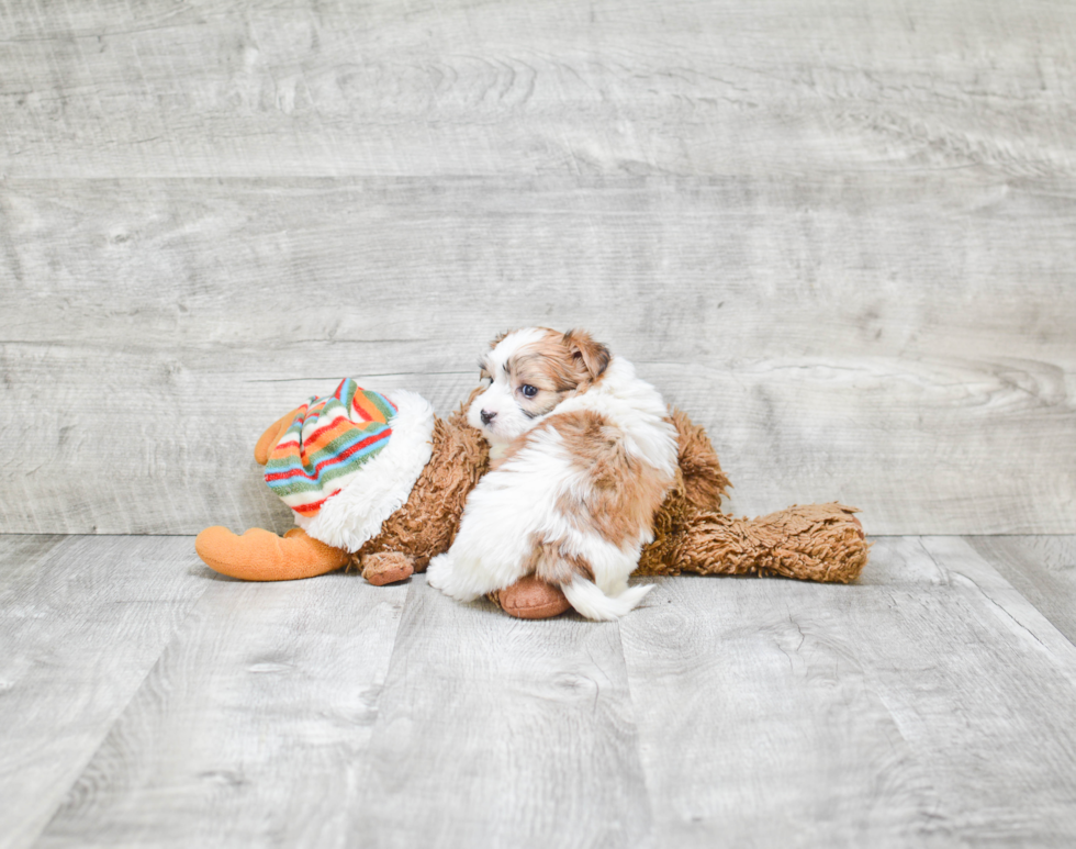 Morkie Pup Being Cute