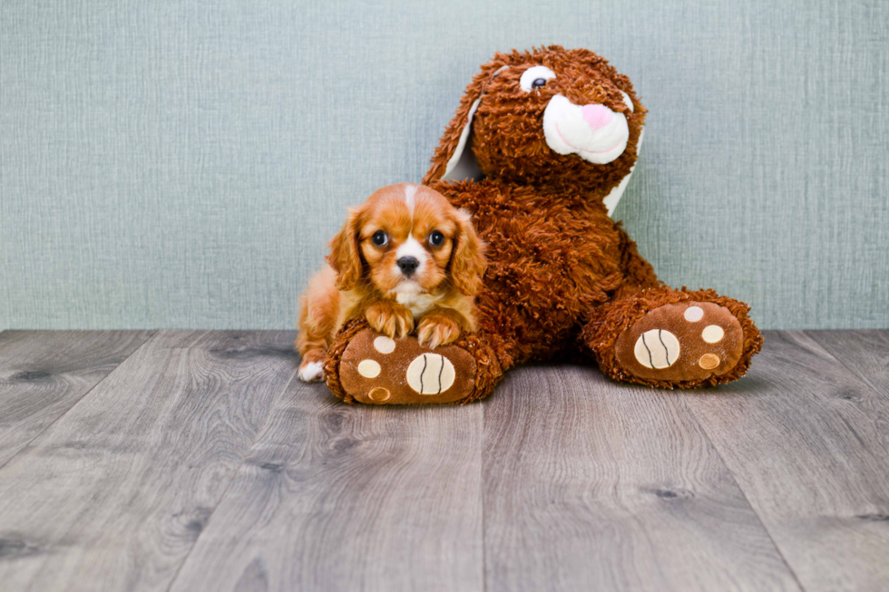 Playful Cavalier King Charles Spaniel Baby