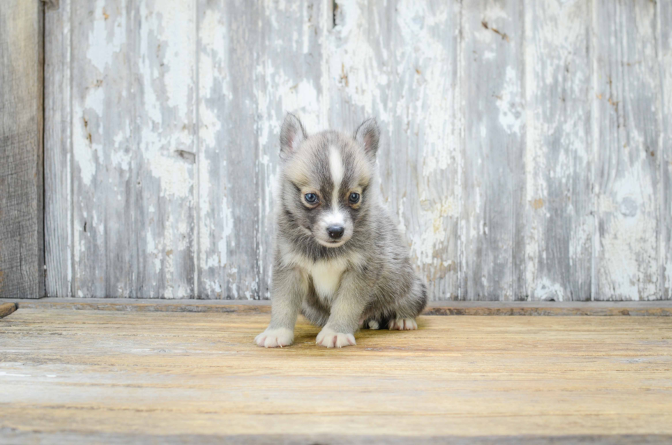 Pomsky Pup Being Cute