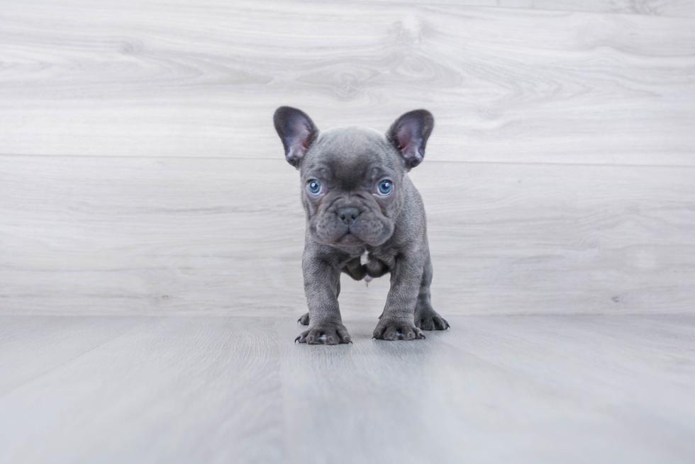 Energetic Frenchie Purebred Puppy