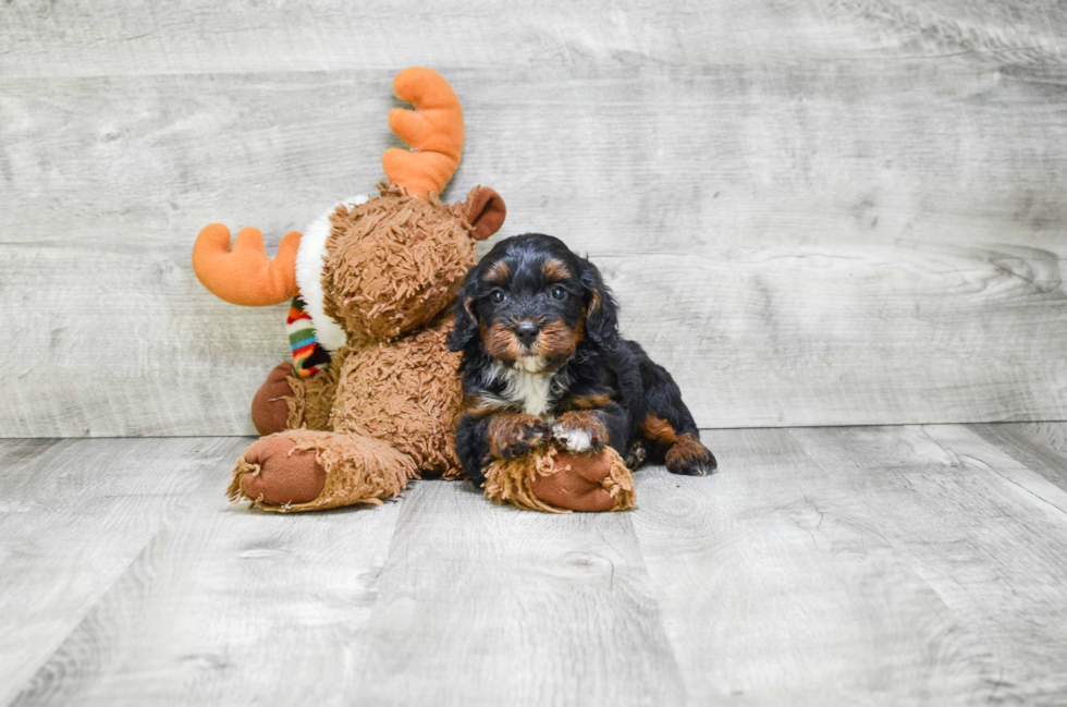 Best Mini Bernedoodle Baby