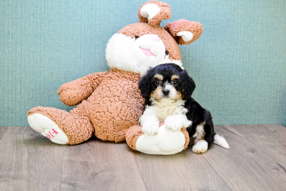 Hypoallergenic Cavalier Designer Puppy