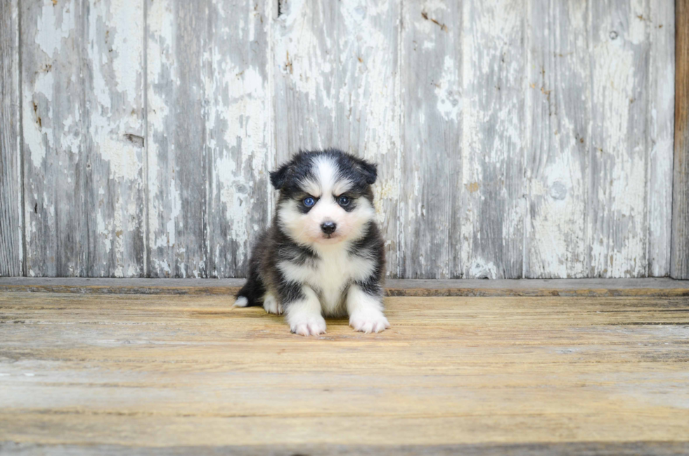 Pomsky Puppy for Adoption