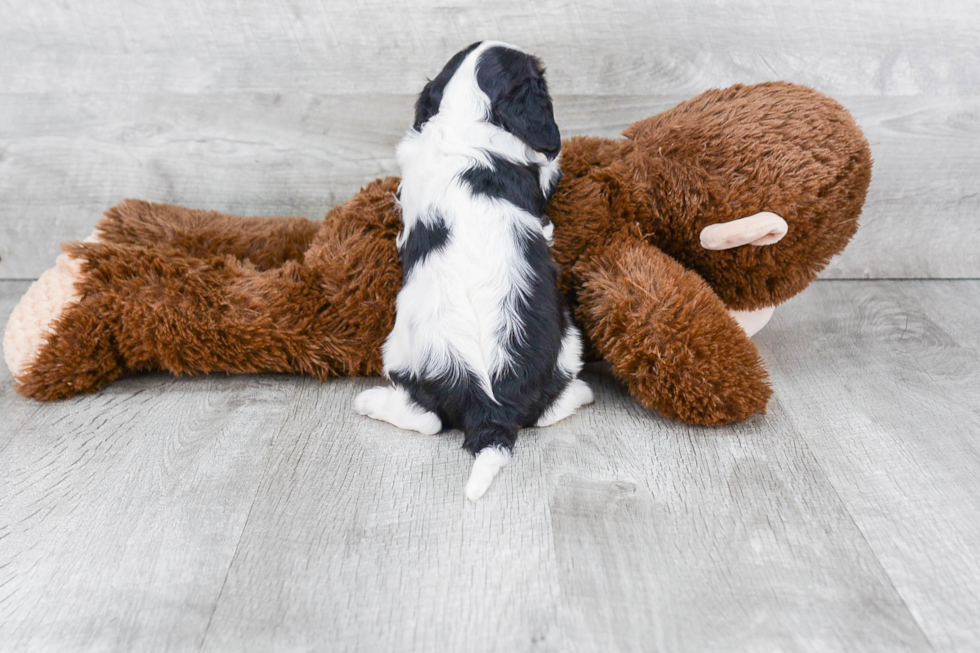 Cavalier King Charles Spaniel Pup Being Cute