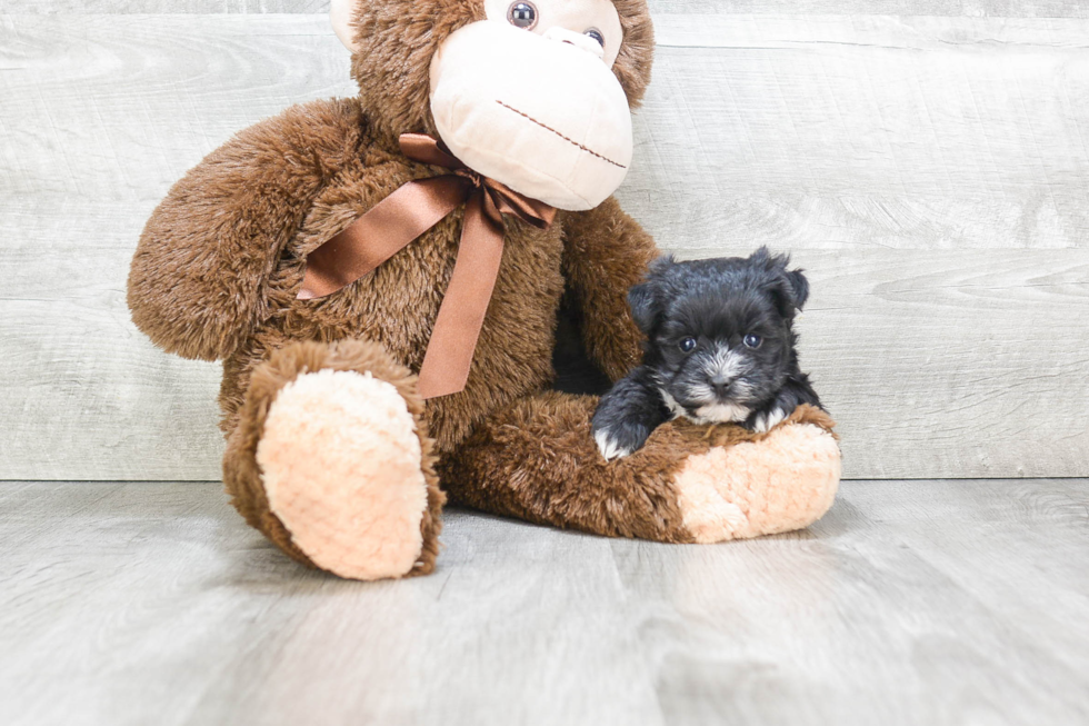 Fluffy Morkie Designer Pup