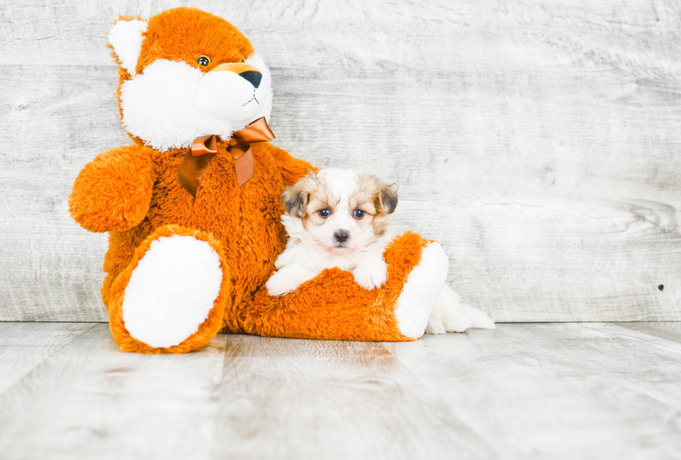 Teddy Bear Pup Being Cute