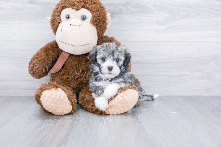 Havanese Pup Being Cute