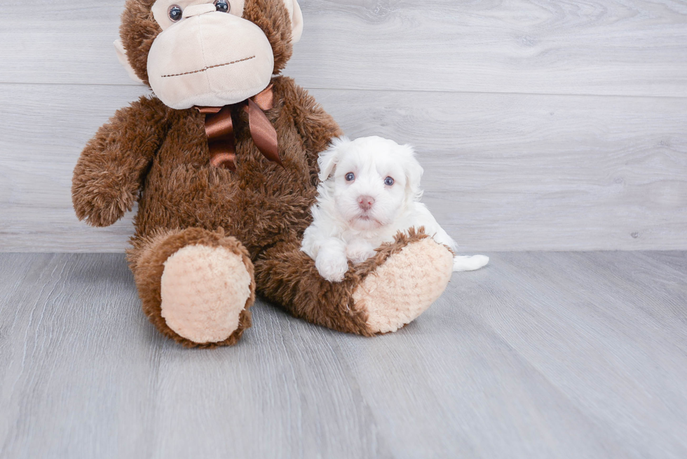 Best Havanese Baby