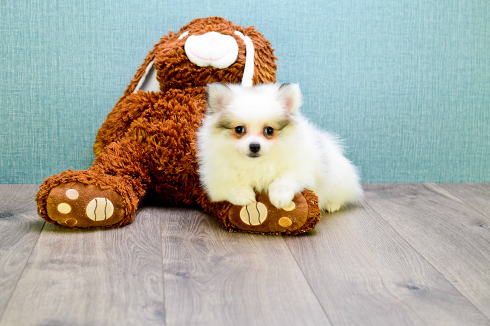 Small Pomeranian Baby