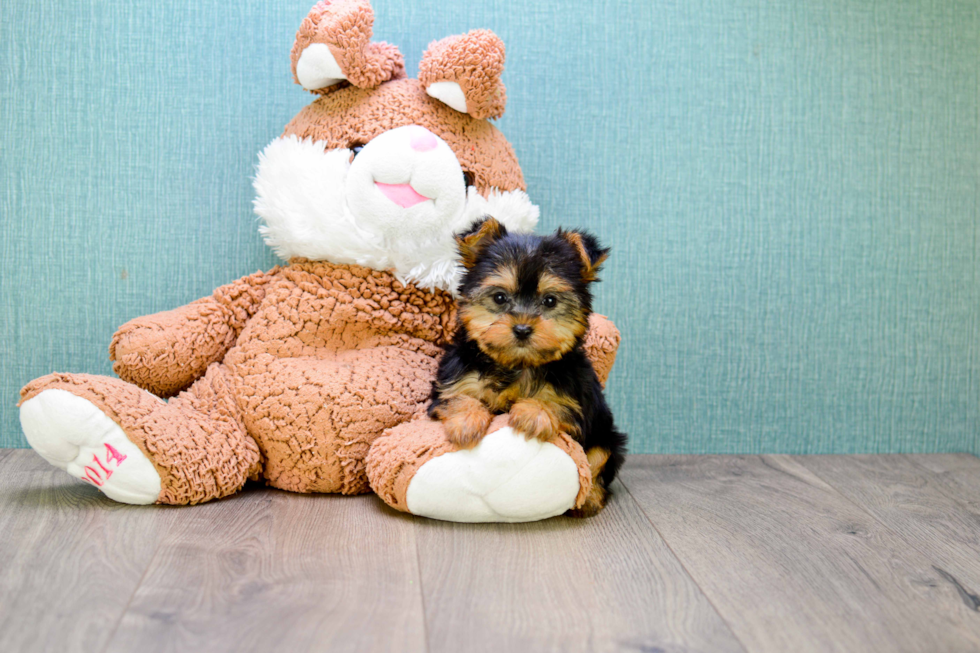 Meet Twinkle - our Yorkshire Terrier Puppy Photo 