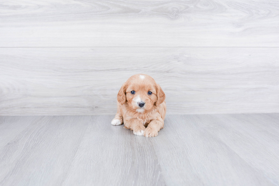 Cavapoo Puppy for Adoption