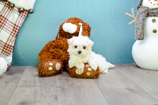 Playful Maltese Purebred Pup