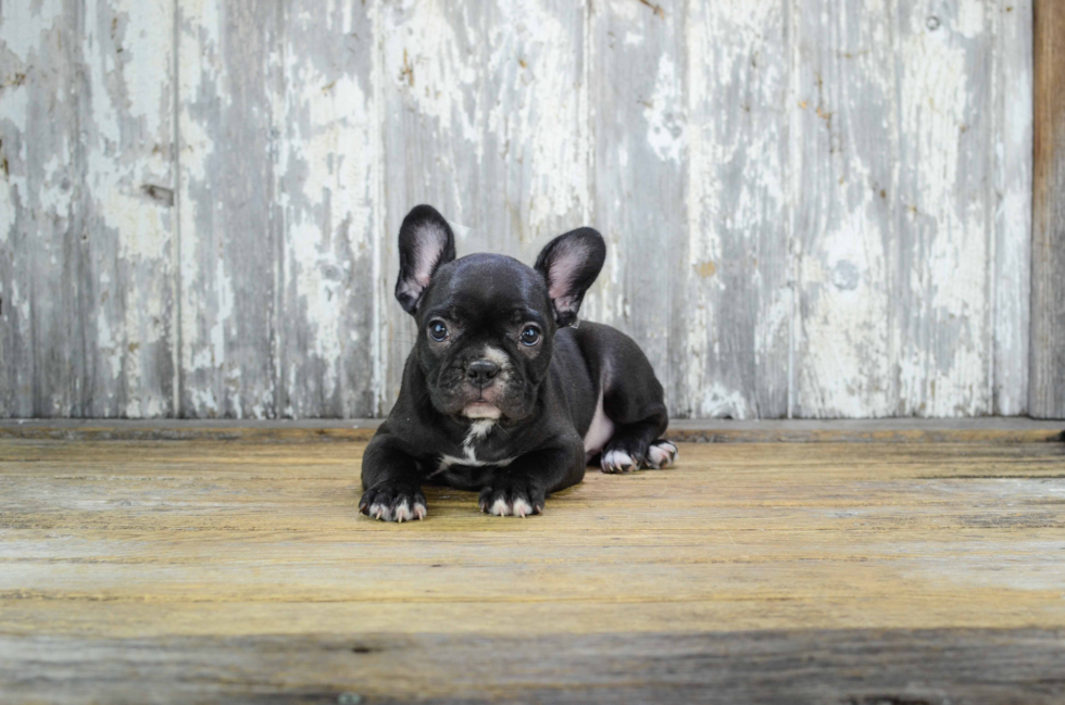 Hypoallergenic French Bulldog Purebred Pup