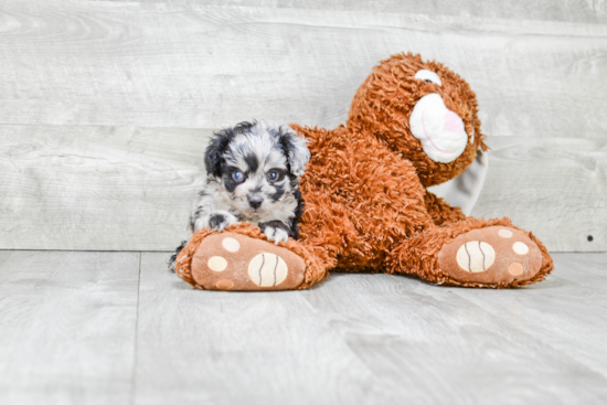 Mini Aussiedoodle Pup Being Cute