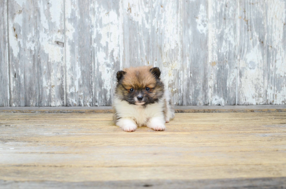 Petite Pomeranian Purebred Puppy