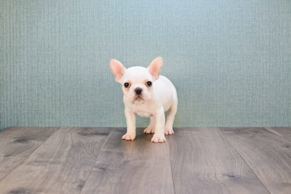 Adorable Frenchie Purebred Puppy