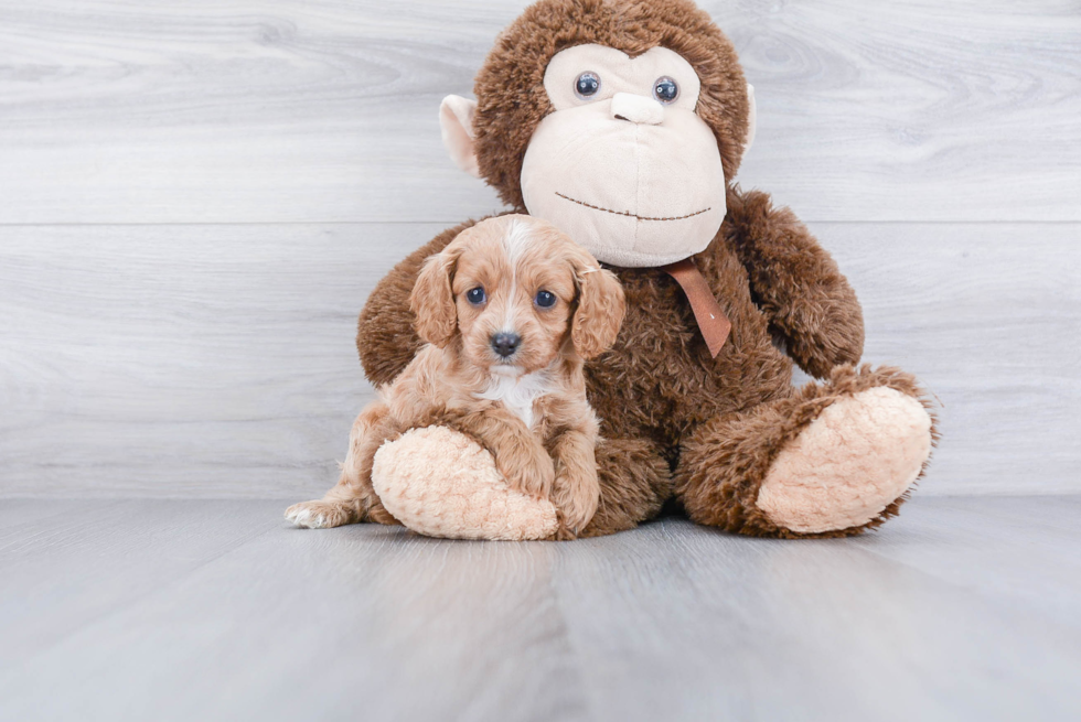 Playful Cavoodle Poodle Mix Puppy