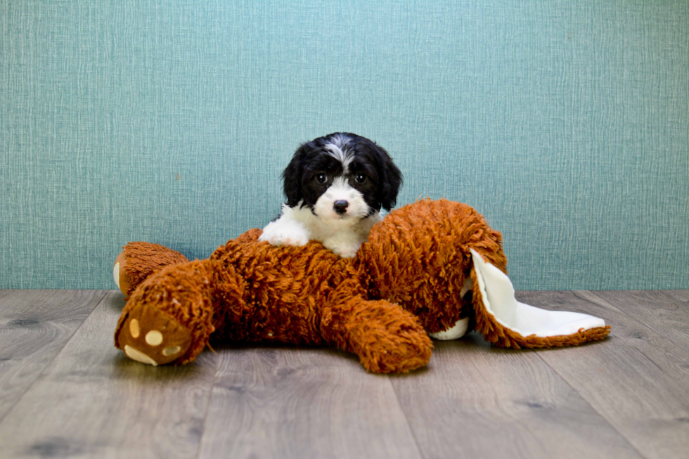 Cute Cavapoo Baby